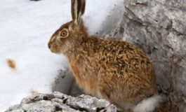 CACCIA POSTICIPATA DI UNA SETTIMANA, MA PER I CINGHIALI DA DOMANI È “MATTANZA”