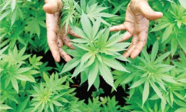 LA CANNABIS FINISCE IN FARMACIA