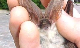 PIPISTRELLO IN LETARGO DENTRO UN CONDIZIONATORE D’ARIA