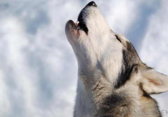 Terremoto in Centro Italia: prima della scossa i cani ululavano