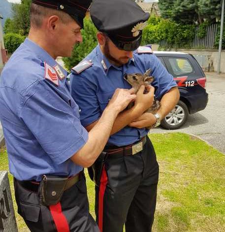 Carabinieri salvano cucciolo di capriolo