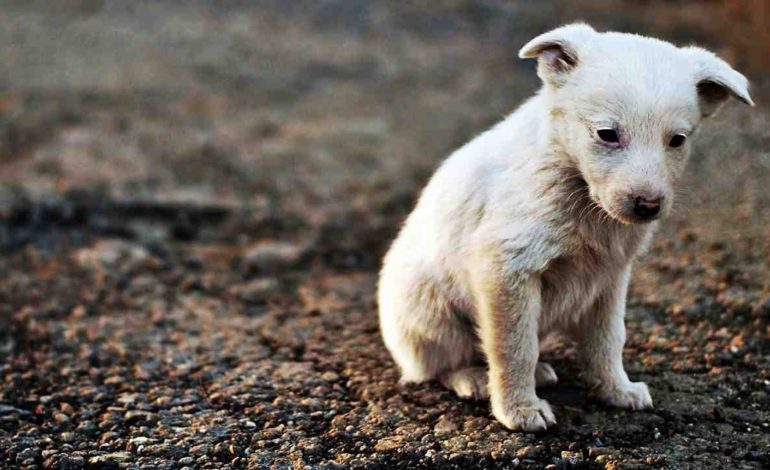 Se si adotta un cane il Comune riduce le tasse