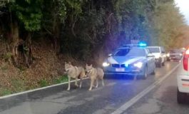 Polstrada "scorta" due lupi cecoslovacchi in fuga per il maltempo