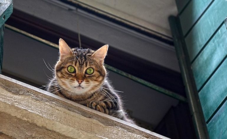 Colto da malore è salvato dal gatto