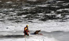 I Vigili del Fuoco salvano un camoscio ferito