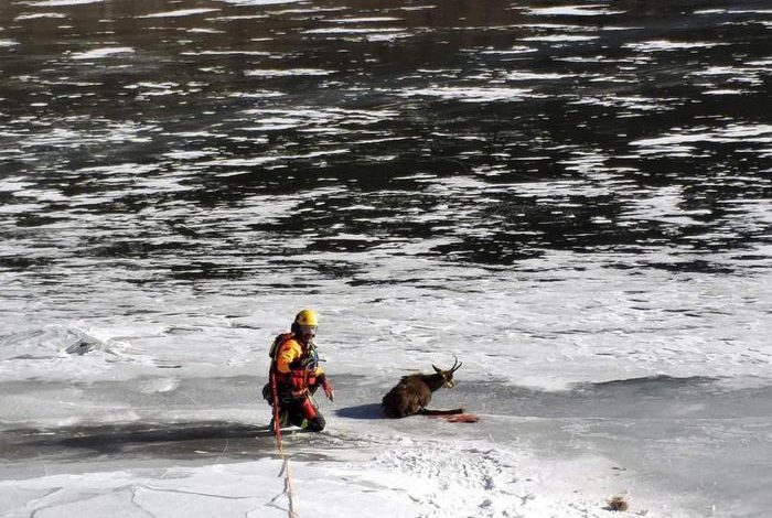 I Vigili del Fuoco salvano un camoscio ferito