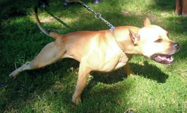 Ancora cani aggressivi in provincia di Alessandria: due pitbull attaccano alunni e genitori nel cortile della scuola elementare di Carpeneto