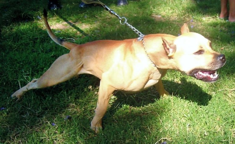 Ancora cani aggressivi in provincia di Alessandria: due pitbull attaccano alunni e genitori nel cortile della scuola elementare di Carpeneto