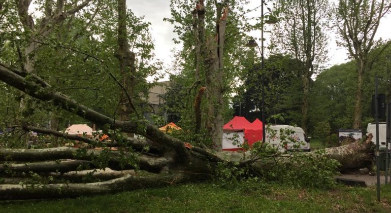 Grosso platano crolla ai giardini della stazione, un fungo ne avrebbe divorato le radici