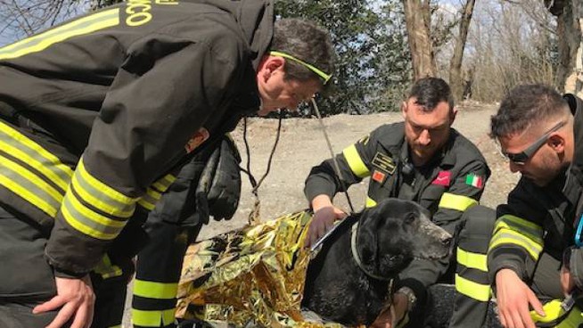 Muore nel bosco per un malore, il cane lo veglia fino all’arrivo dei carabinieri