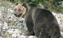 Orso catturato e rinchiuso in Val Rendena, riesce a scappare