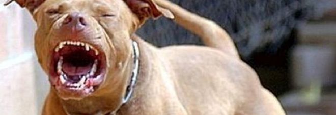 Restano gravi le condizioni della donna di 72 anni aggredita da un pittbull lasciato libero per le scale del condominio