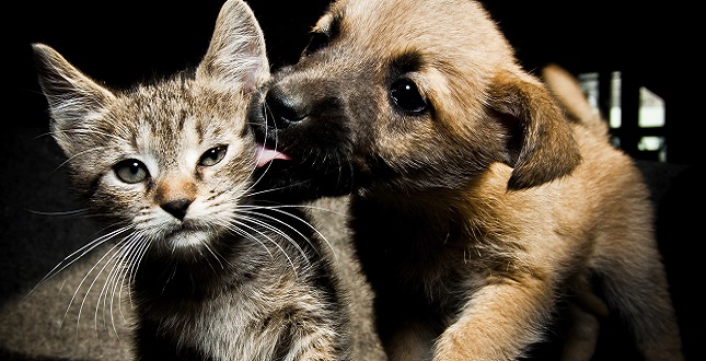 Non puoi più occuparti del tuo cane o del tuo gatto? Nessun problema, c’è l’assistente sociale