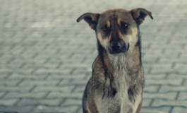 Cosa fare se si trova un cane abbandonato