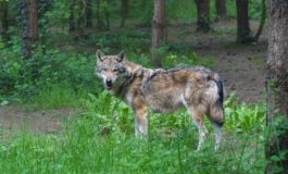 Trovato lupo in trappola nella Val Curone, salvato dalle guardie faunistiche