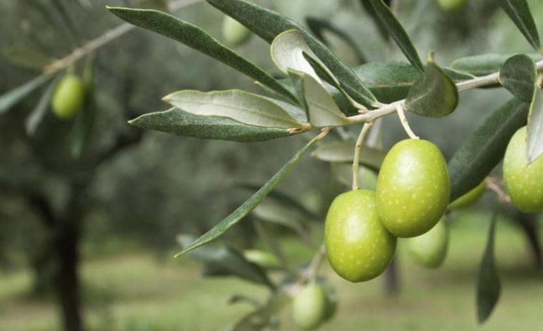 Da Coldiretti Alessandria: nella provincia a vocazione cerealicola per eccellenza cresce la sfida olivicola