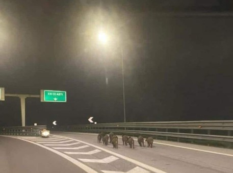 Cinghiali in autostrada, la foto fa il giro del web