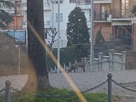 Avvistata una volpe in via Camurati a Valenza