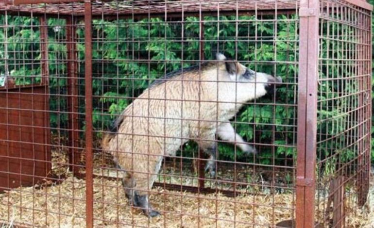 Tutto è pronto per la “guerra ai cinghiali”