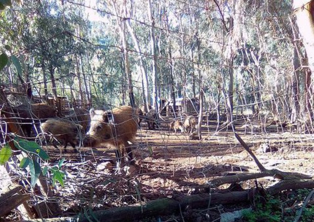 Sono già 104 i casi di peste suina africana tra Piemonte e Liguria dall’inizio dell’emergenza