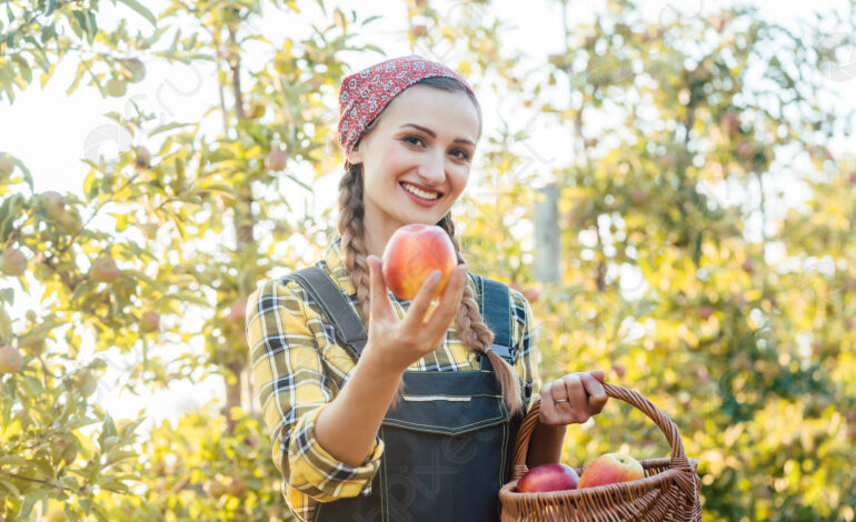 Quando quattro chili di mele valgono un caffè, per l’agricoltura è finita