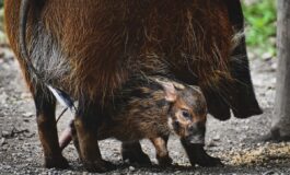 Avanza la peste suina tra Liguria e Piemonte