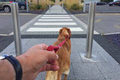 Labrador muore al posto del padrone investito da un pirata della strada