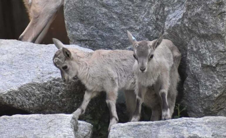 Il parco faunistico di Agrate Conturbia apre alle visite guidate anche di sera