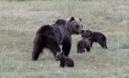 I cuccioli dell'orsa Amarena giocano e mangiano, speriamo che l’uomo non uccida anche loro