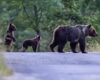 Uccisa a fucilate l'orsa Amarena in Abruzzo