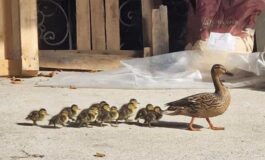 La “nursery” per anatroccoli in un cortile del centro