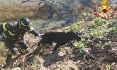 Labrador finito nel Po salvato dai Pompieri